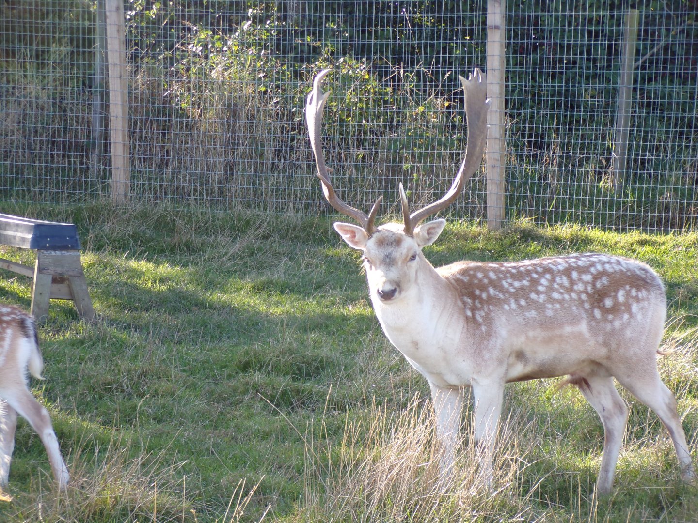 Farm section- Fallow deer stag 14.10.23