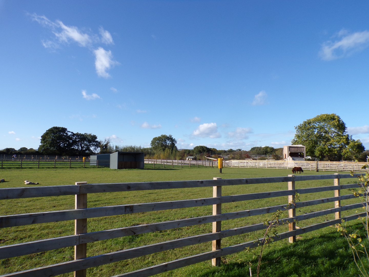 Farm section- Shetland pony paddock 14.10.23