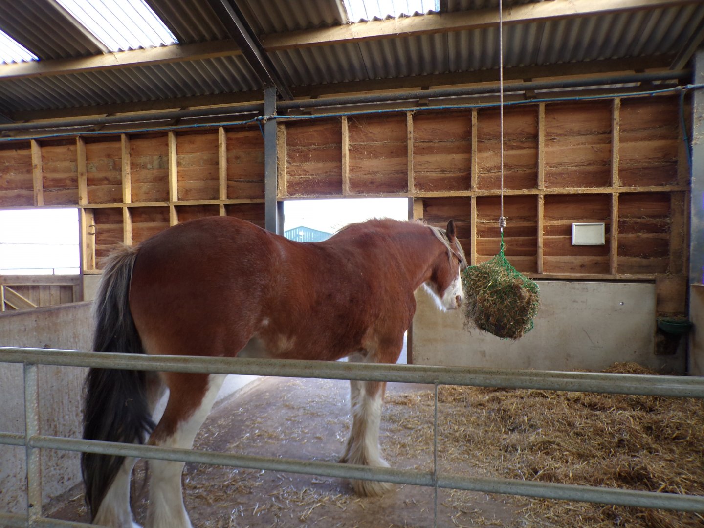 Farm section- Shire horse 14.10.23