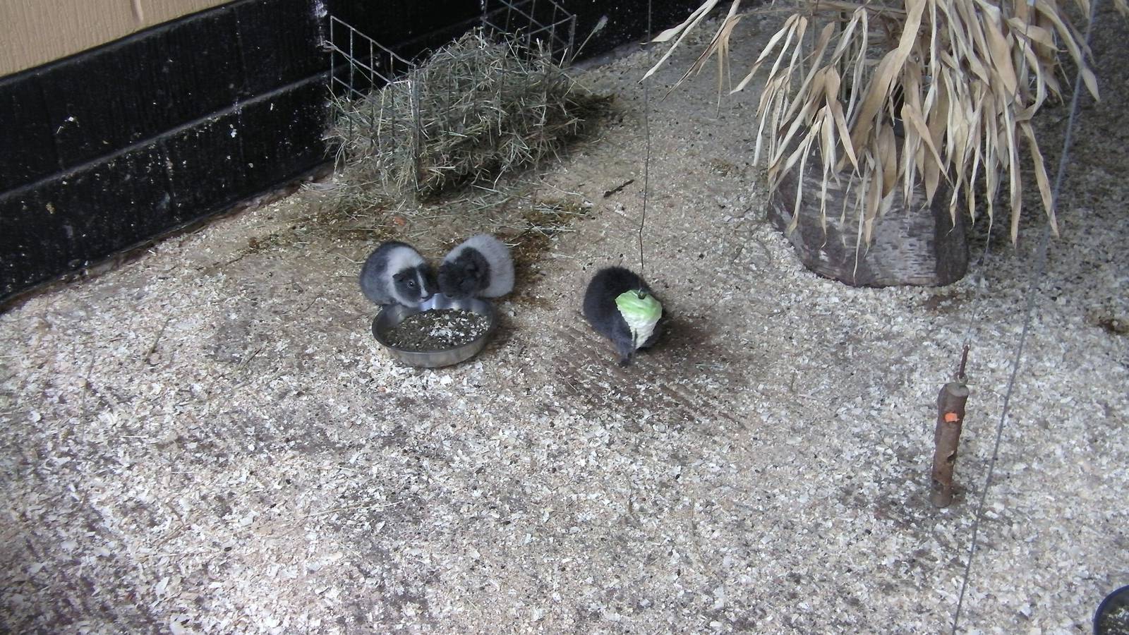 Farm Yard Corner - 29.07.2011