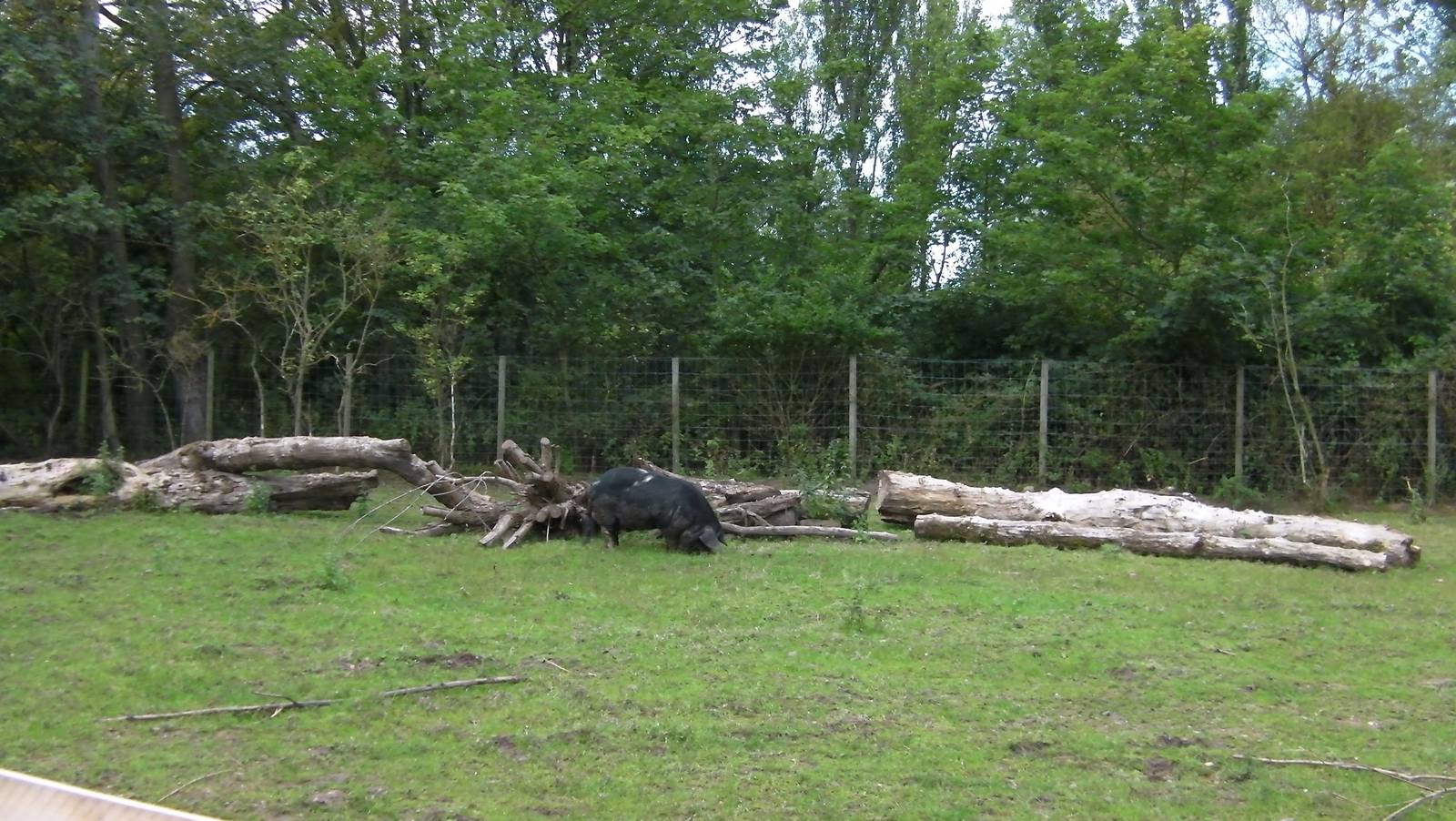 Farm Yard Exhibit - 26.08.2011