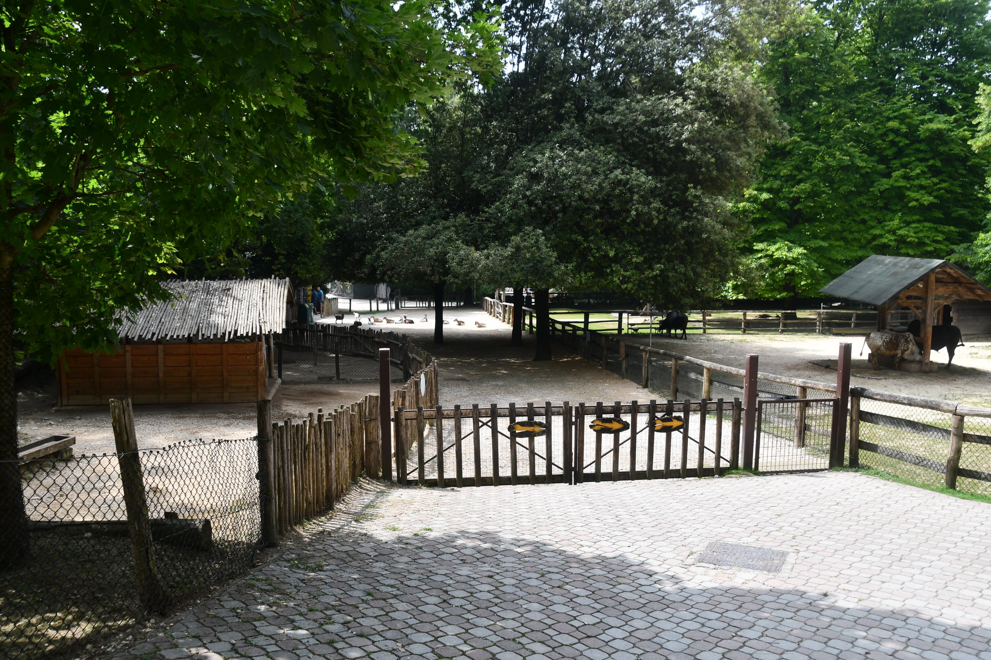 Farm (zebus, goats, alpacas,...)