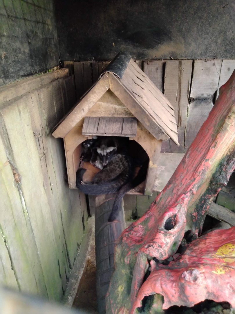Farmhouse Lembang - Asian Palm Civet (Paradoxurus hermaphroditus)