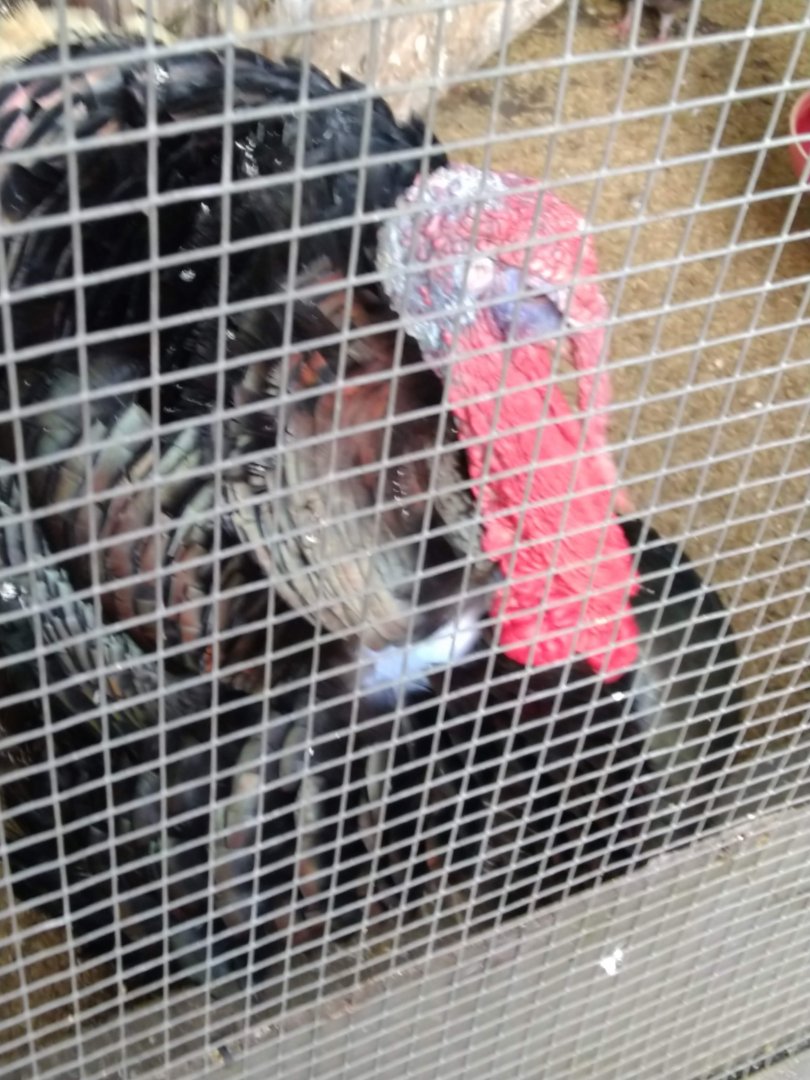 Farmhouse Lembang - Domestic Turkey (Meleagris gallopavo domesticus)