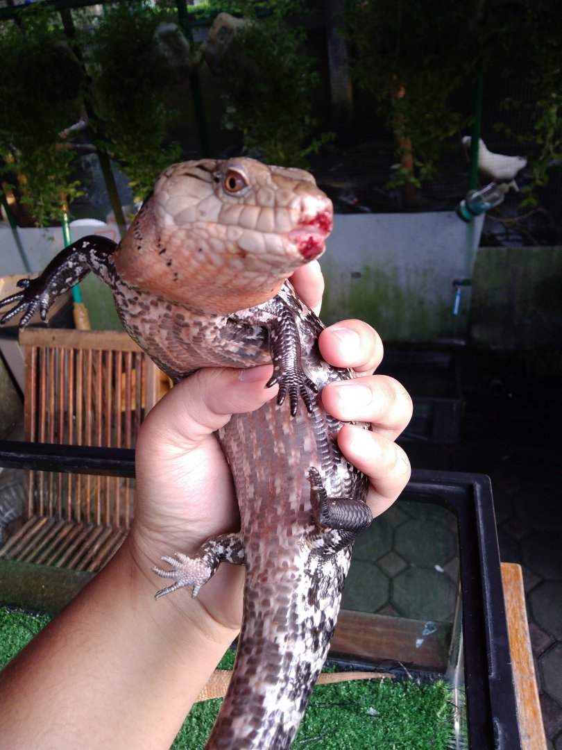Farmhouse Lembang - Indonesian Blue-tongued Skink (Tiliqua gigas)