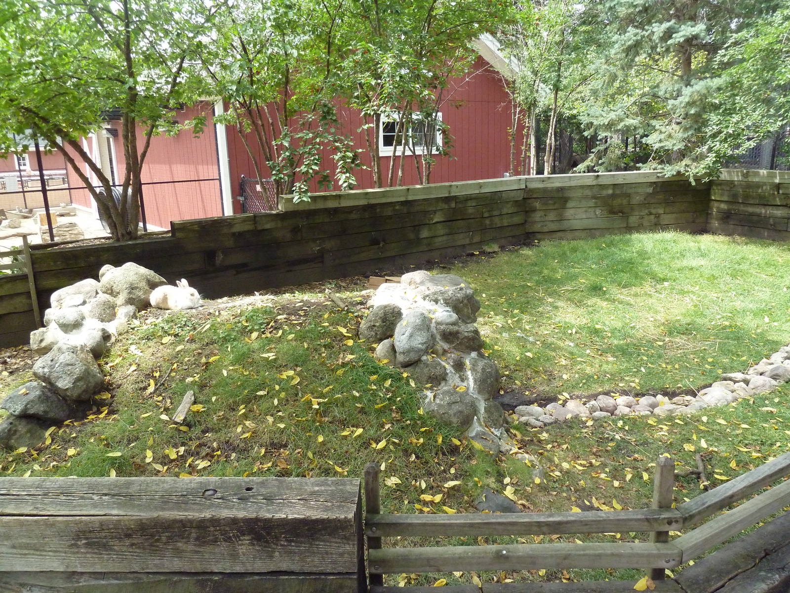 Farmyard - Domestic Rabbit Enclosure