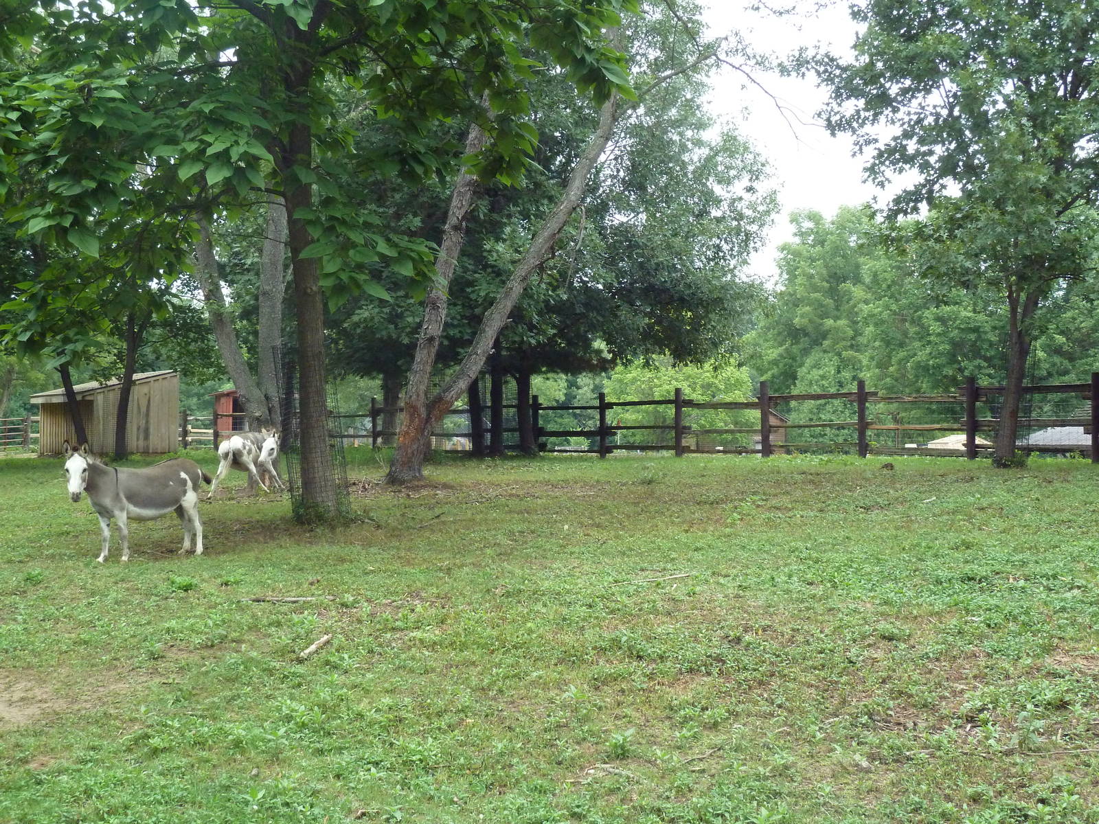 Farmyard - Donkey Yard