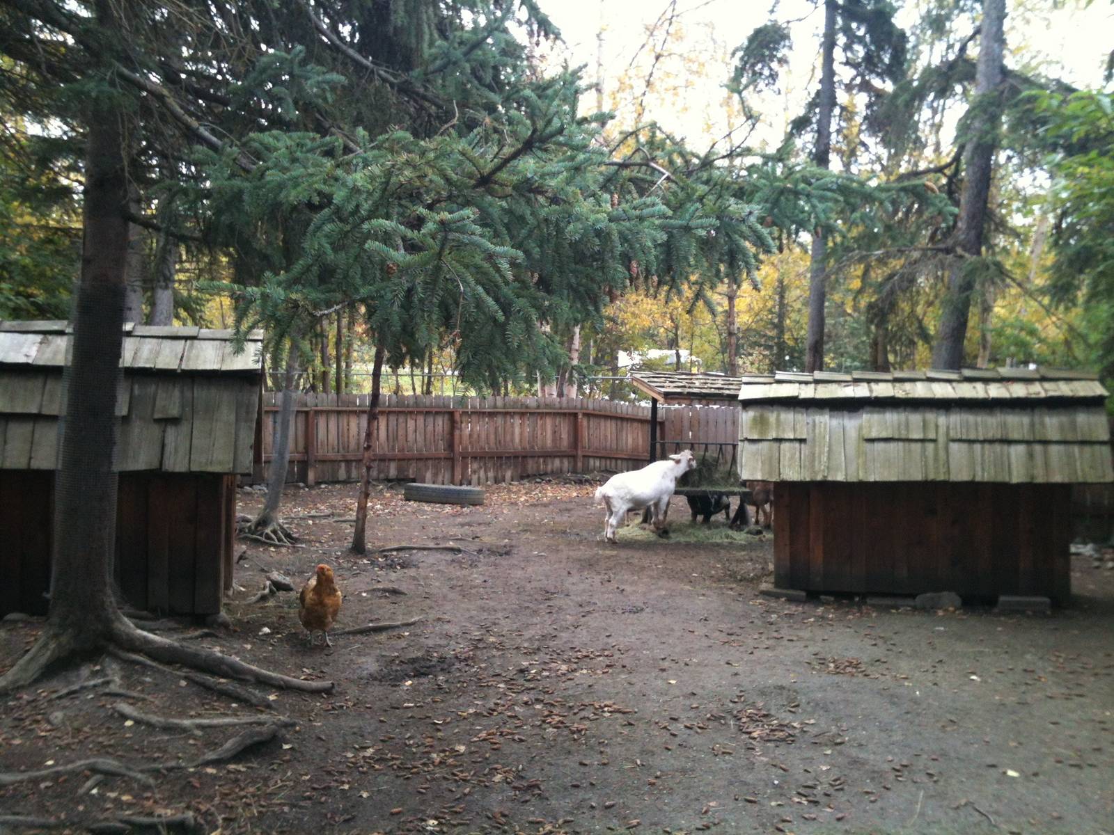 Farmyard Exhibit featuring Domestic Goats and Chickens.
