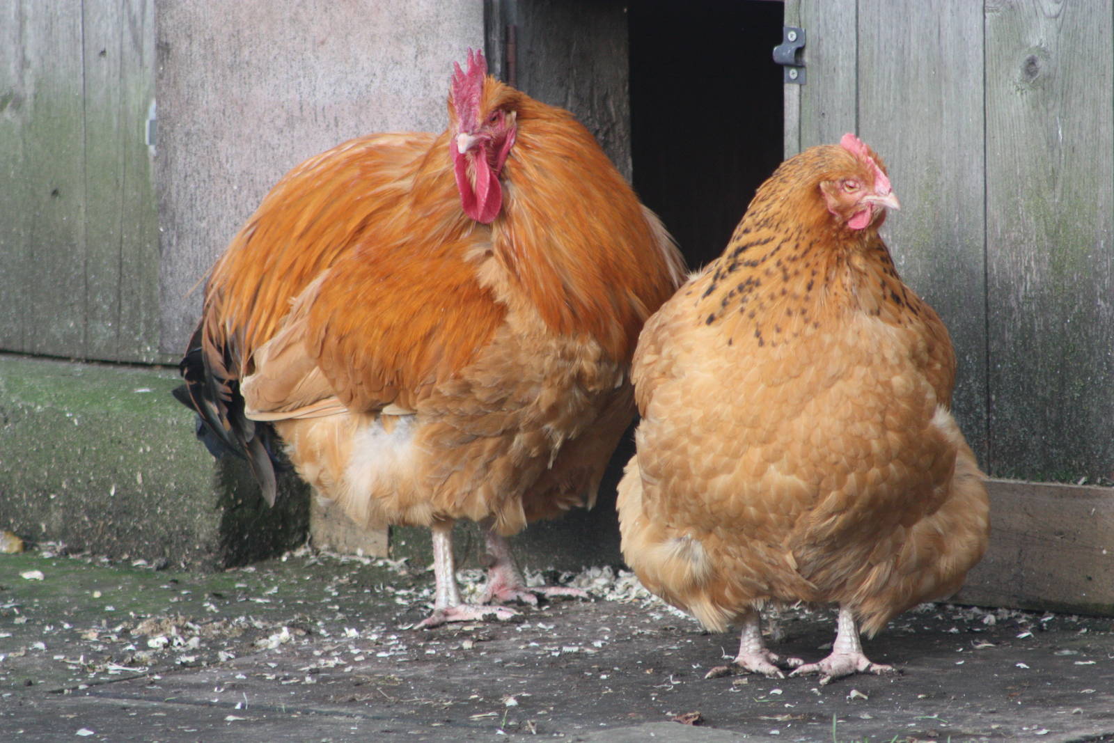 Farmyard Fowl, 27th December 2014