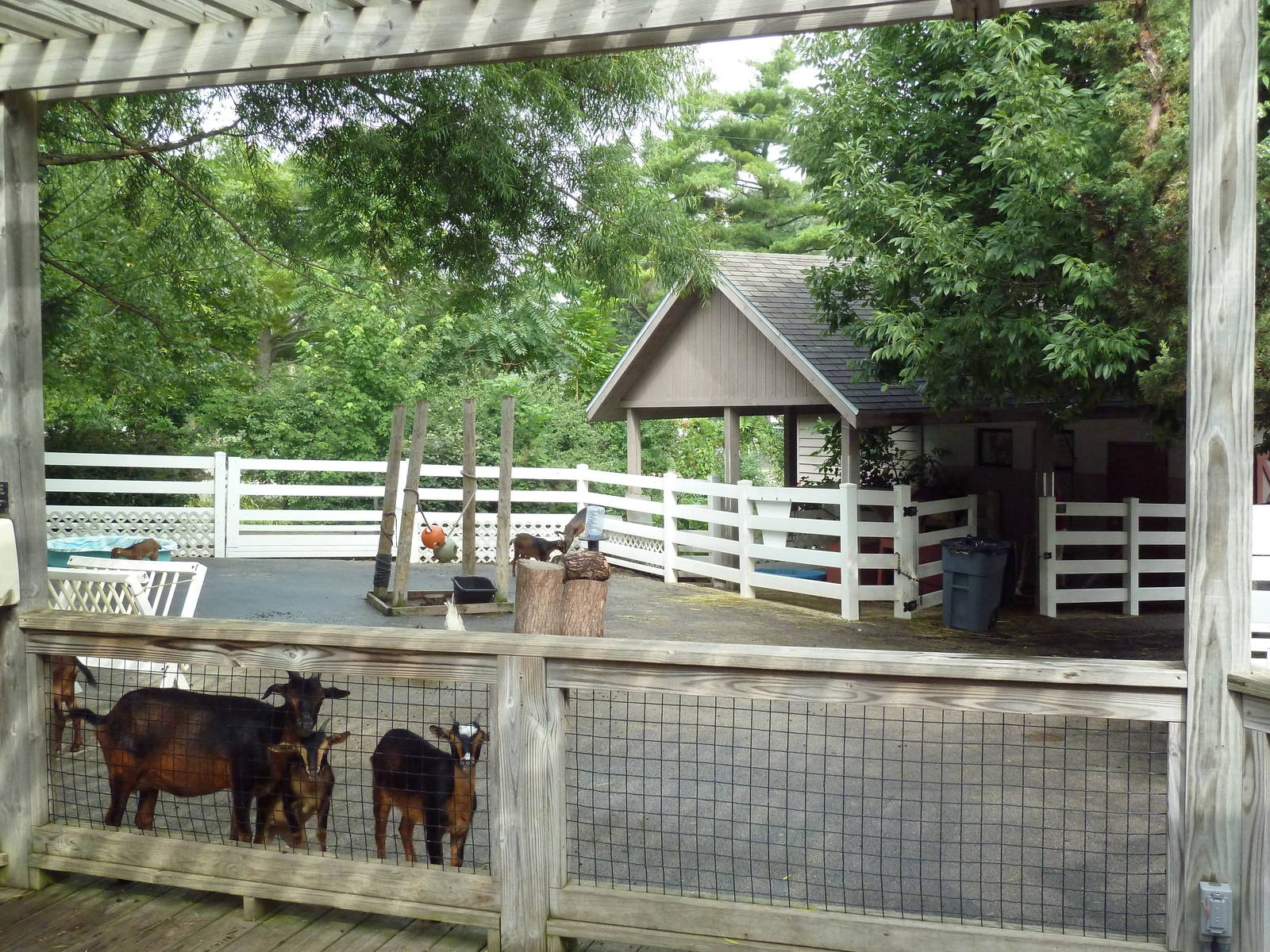 Farmyard - Goat Exhibit