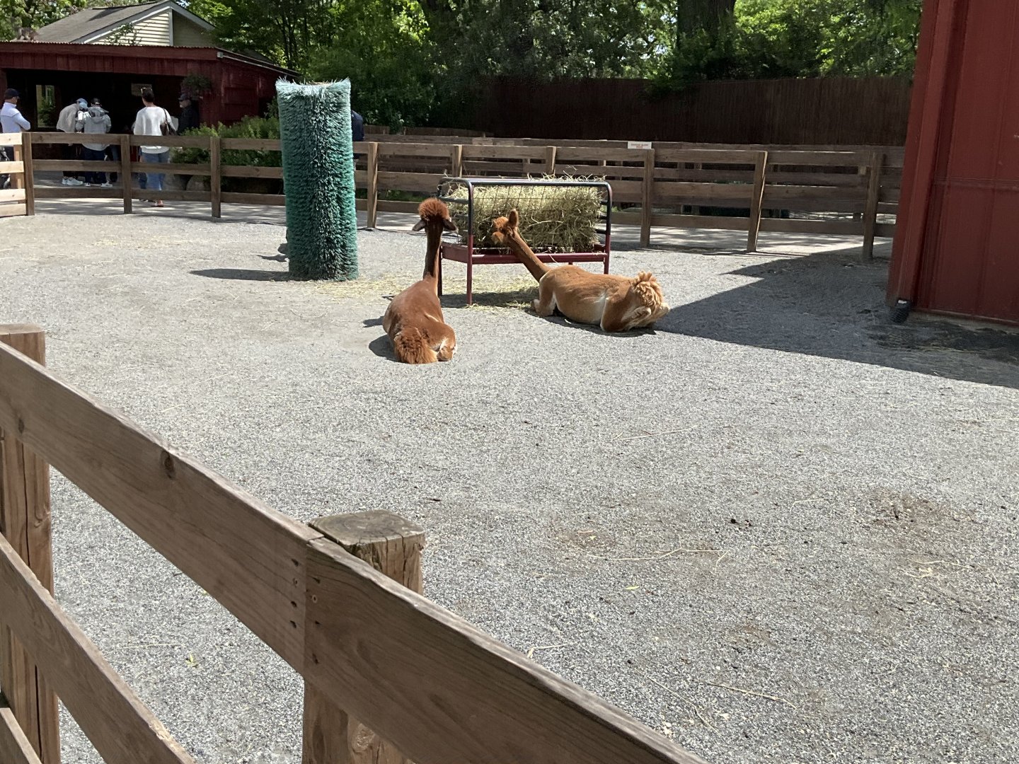 Farmyard - Huacaya Alpaca