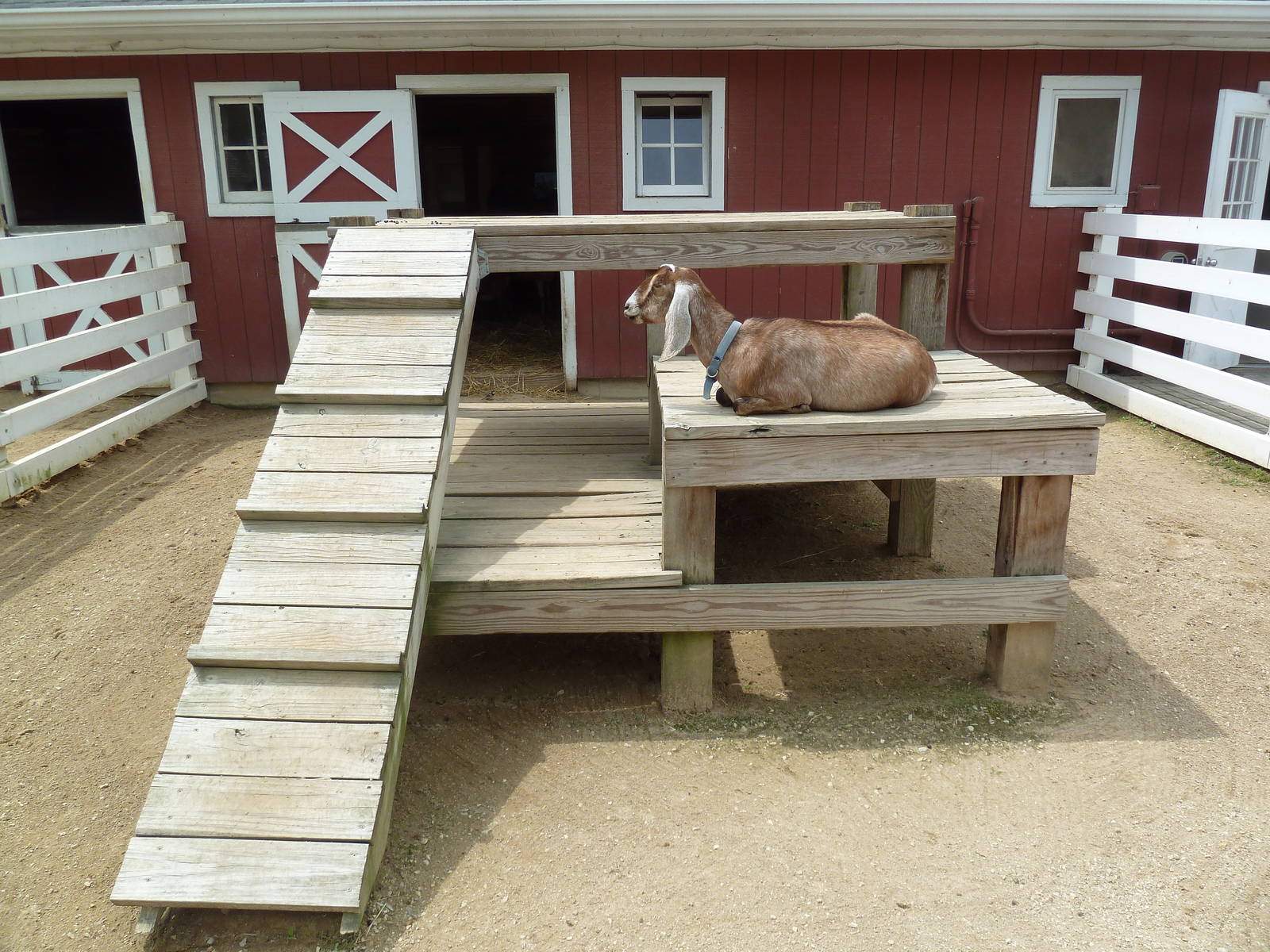 Farmyard - Nubian Goat