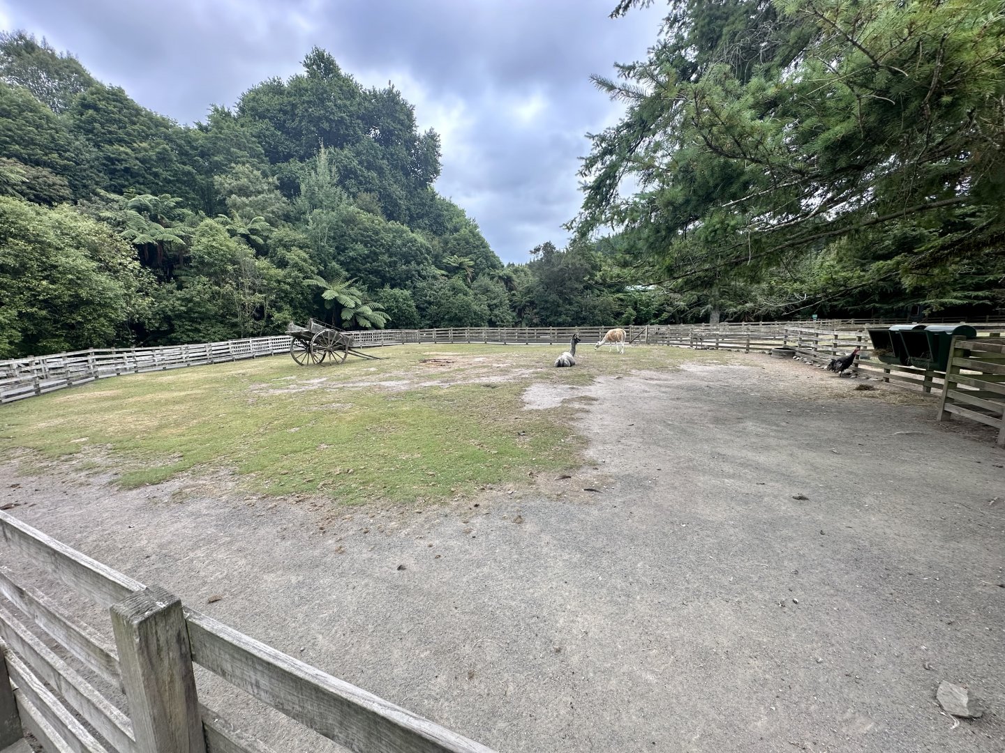 Farmyard - Paddock 3 (Llama)