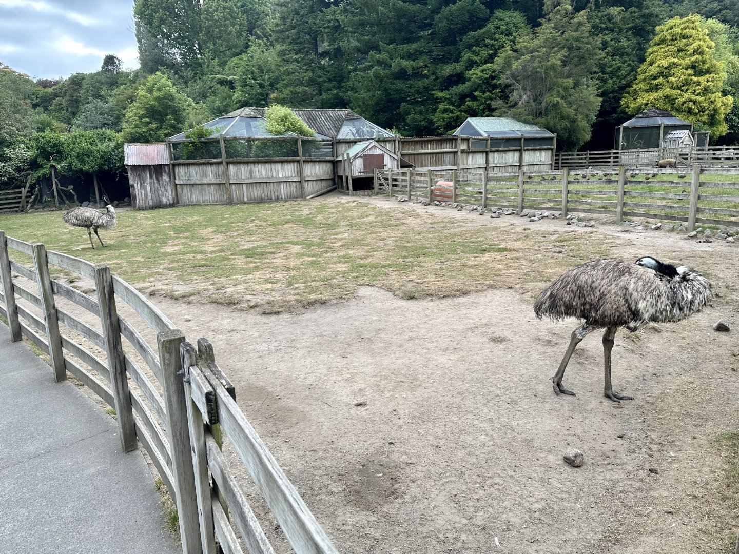 Farmyard - Paddock 5 (Emu)