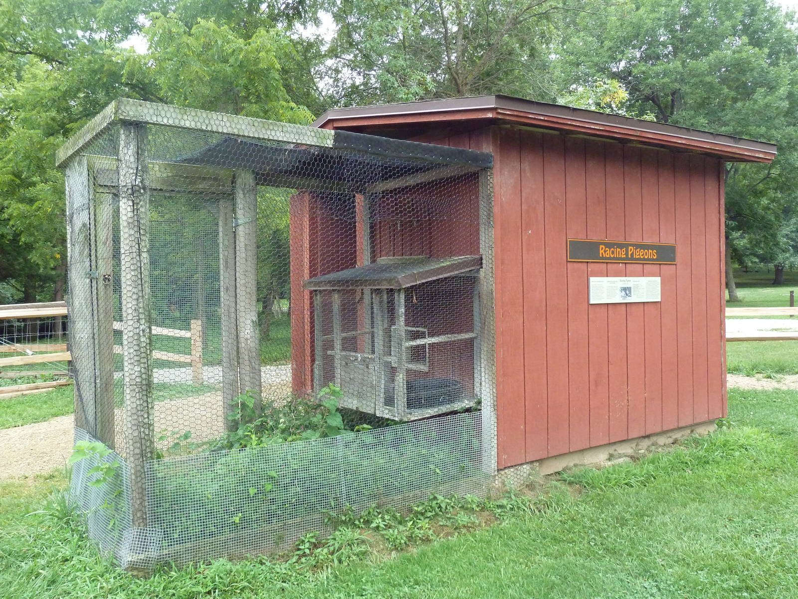 Farmyard - Racing Pigeon Aviary