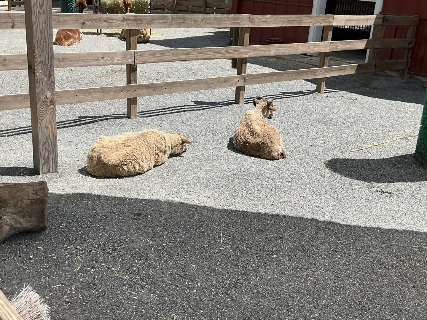 Farmyard - Shetland Sheep