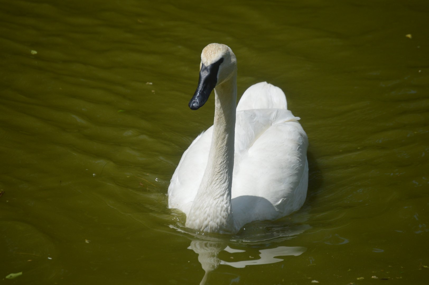 Farmyard - Trumpeter Swan (Cygnus buccinator)