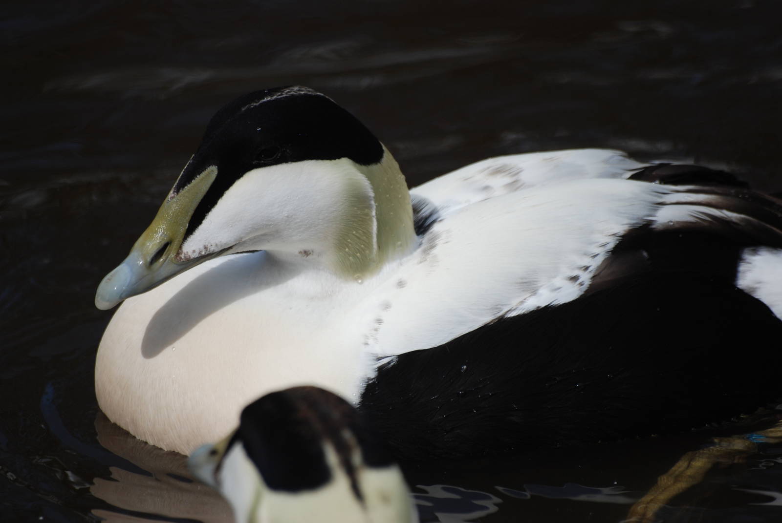 Faroe Eider at Blackbrook, 22/04/12