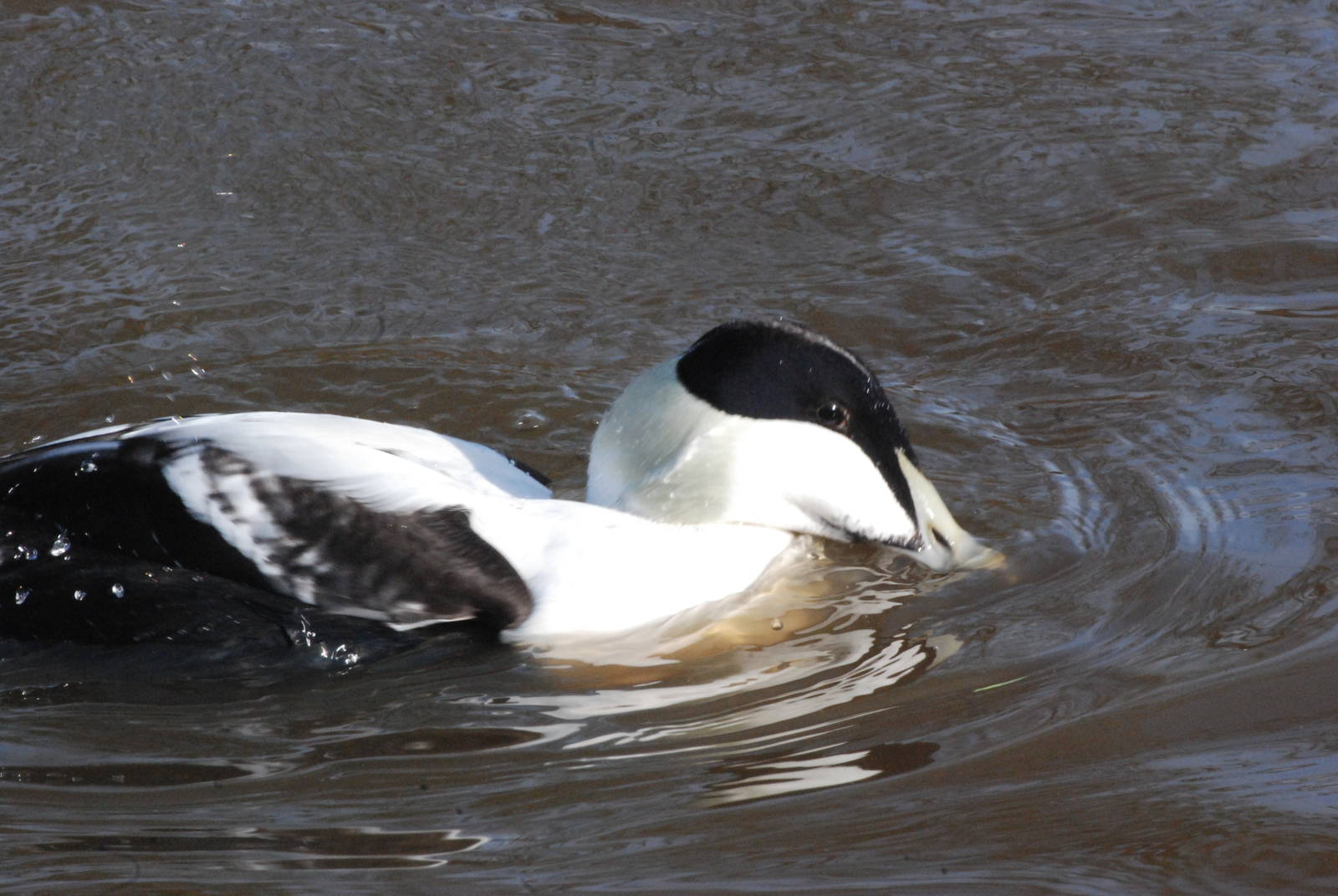 Faroe Eider at Blackbrook, 28/10/11