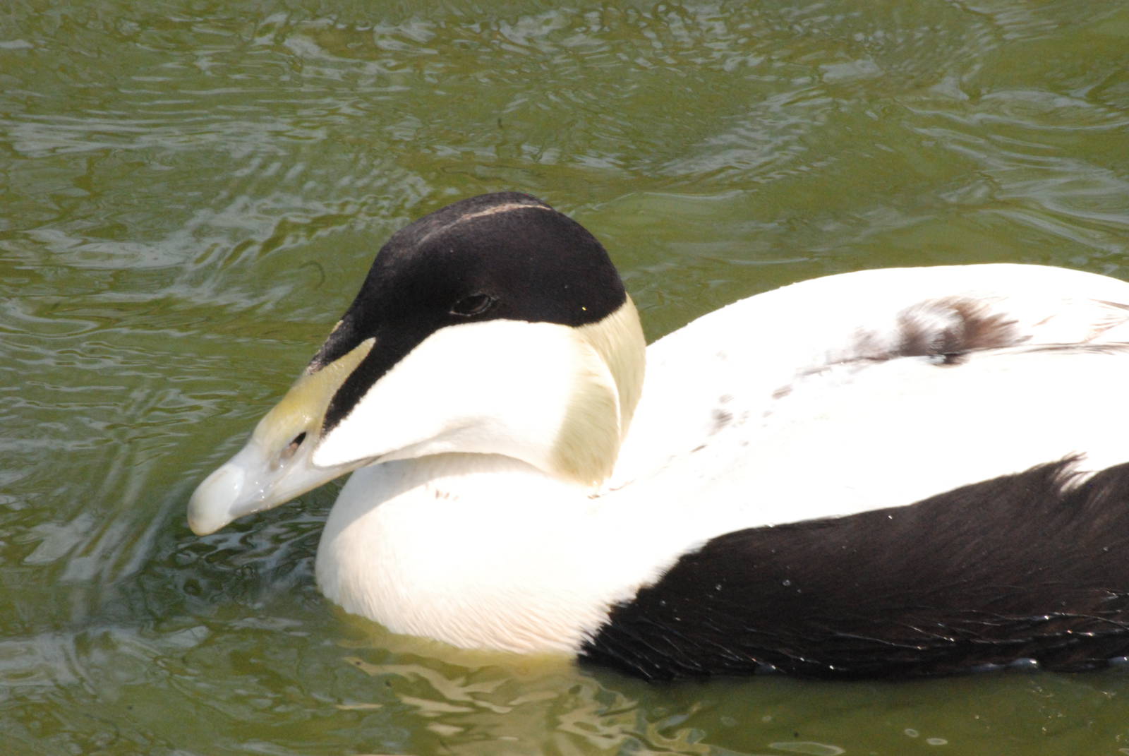 Faroe Eider at Blackbrook 29/04/11