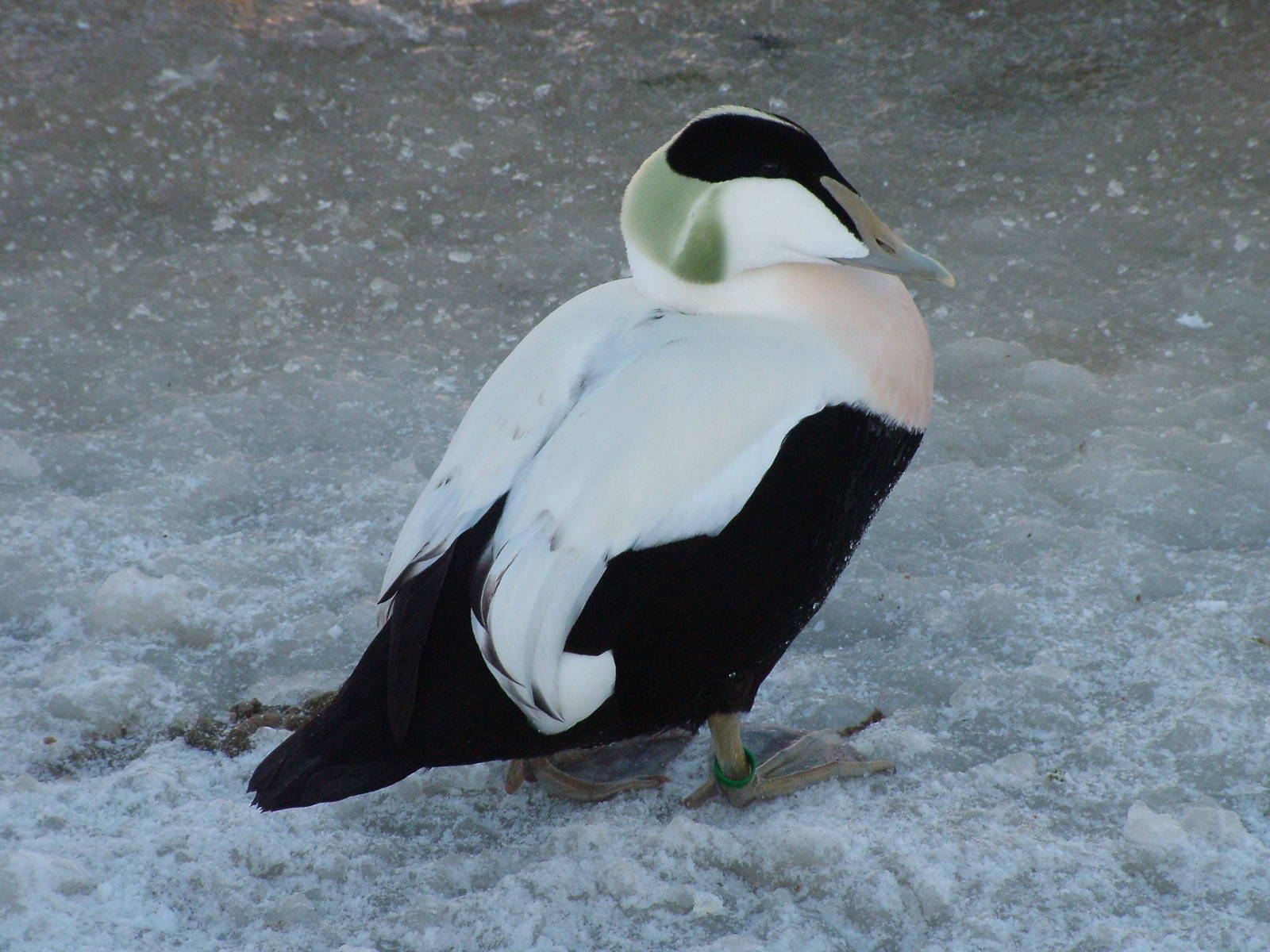 Faroe Eider, Blackbrook in the Snow, 03/01/10