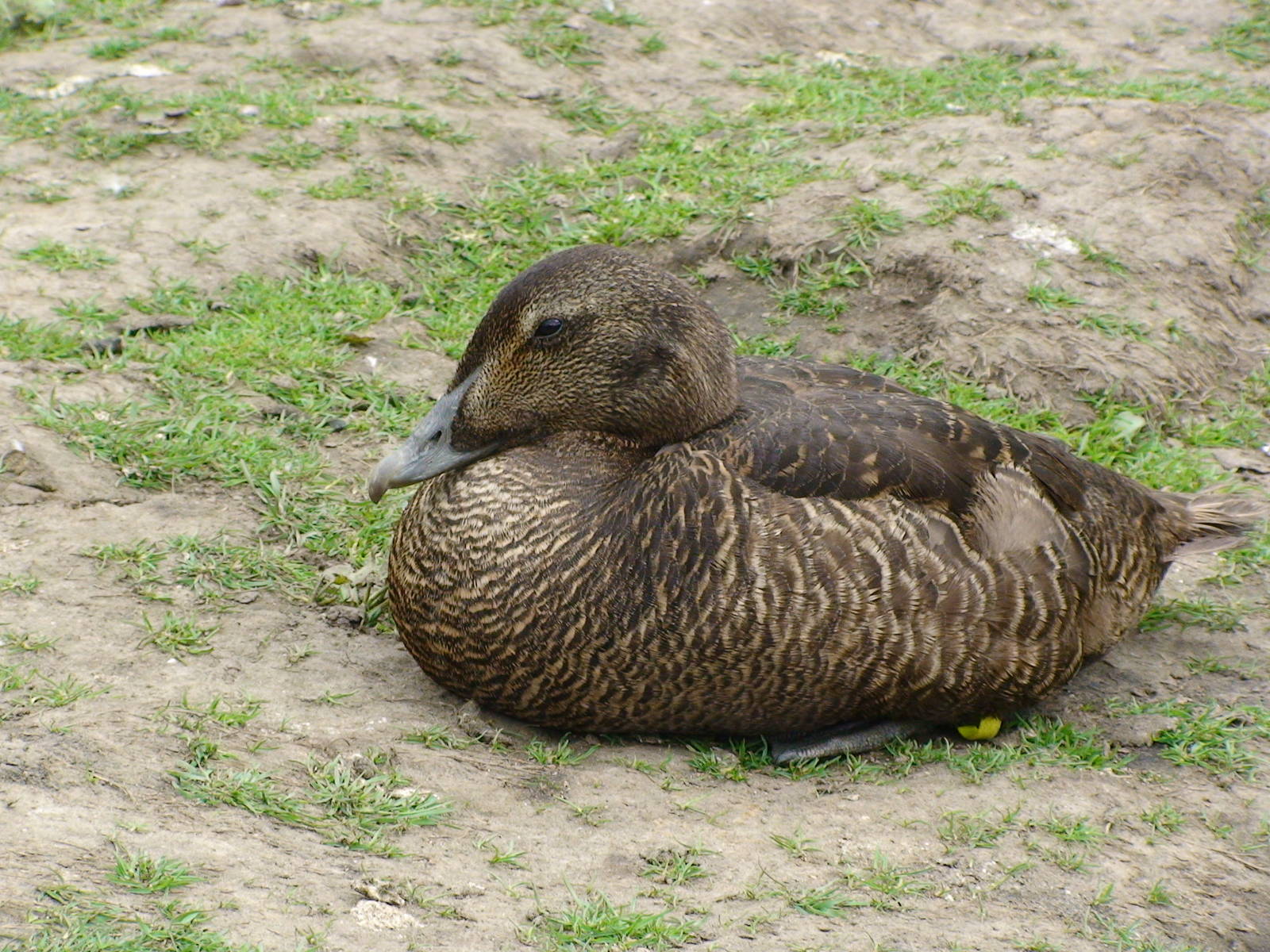 Faroe eider