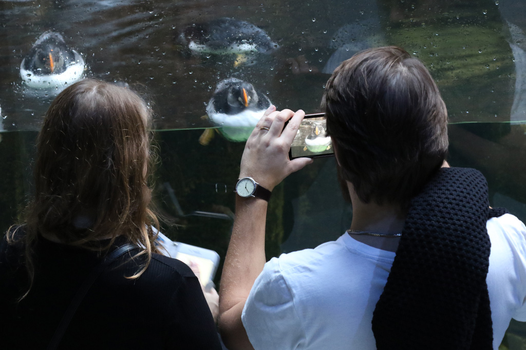 Faroe Island Bird Cliff exhibit 14/01/2017