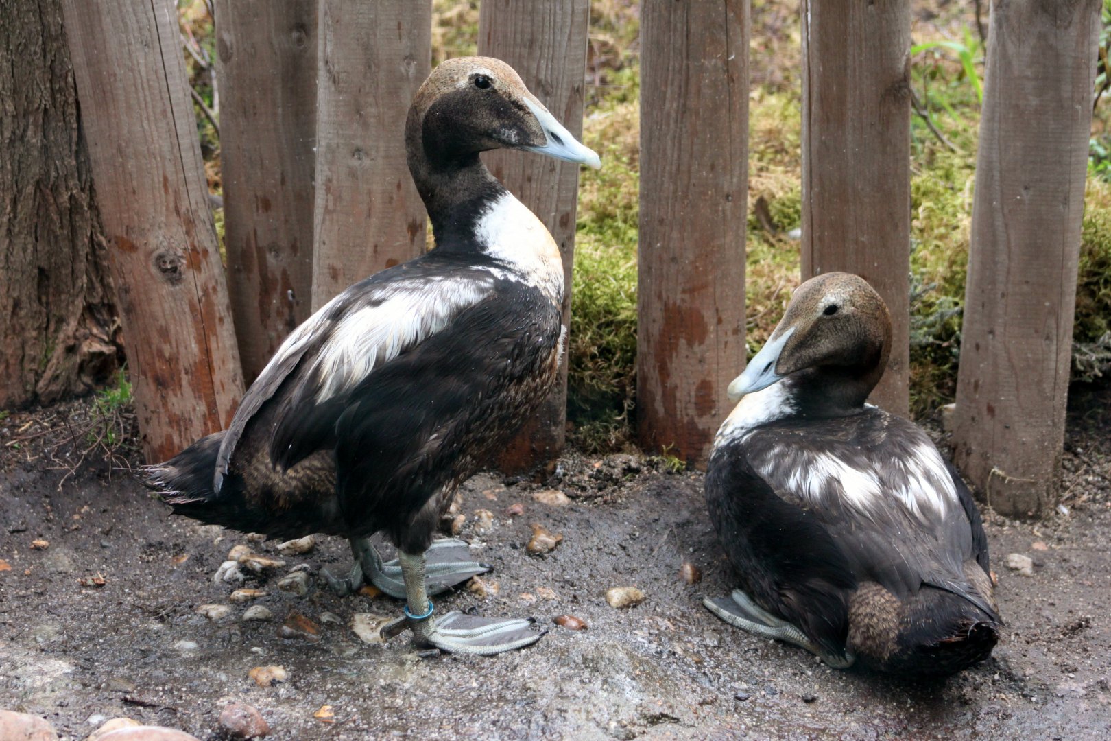 Faroese eider (Somateria mollissima faeroeensis)