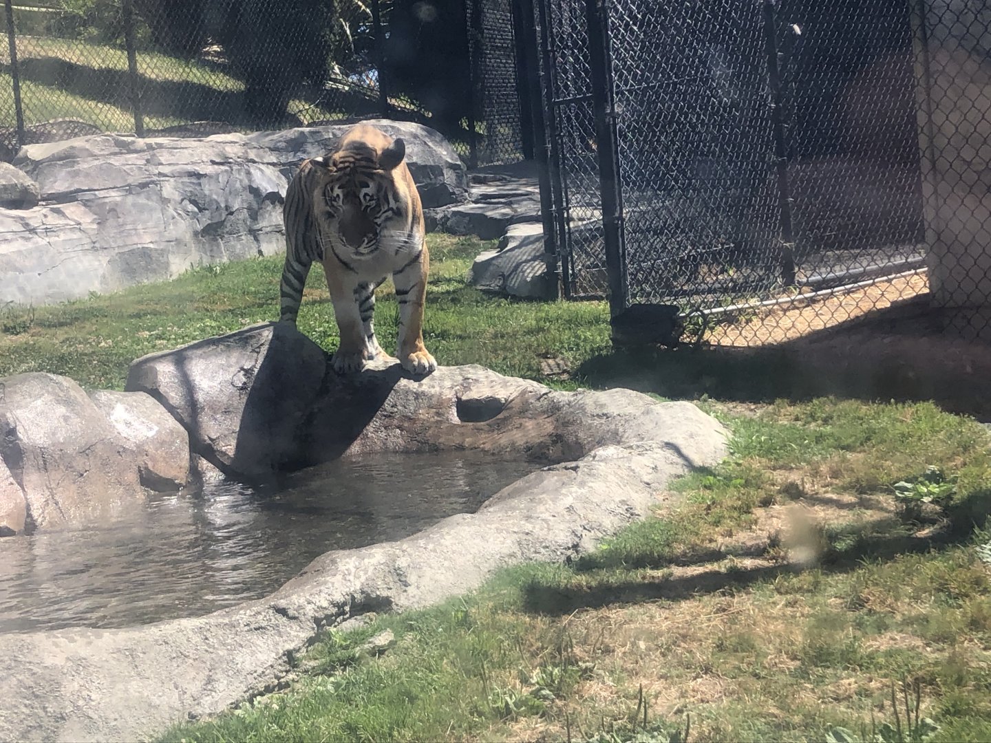Faruk, "Bengal" tiger
