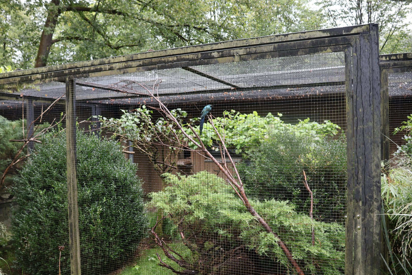 Fasanerie (Pheasantry) - Long-tailed Glossy-starling (Lamprotornis caudatus)
