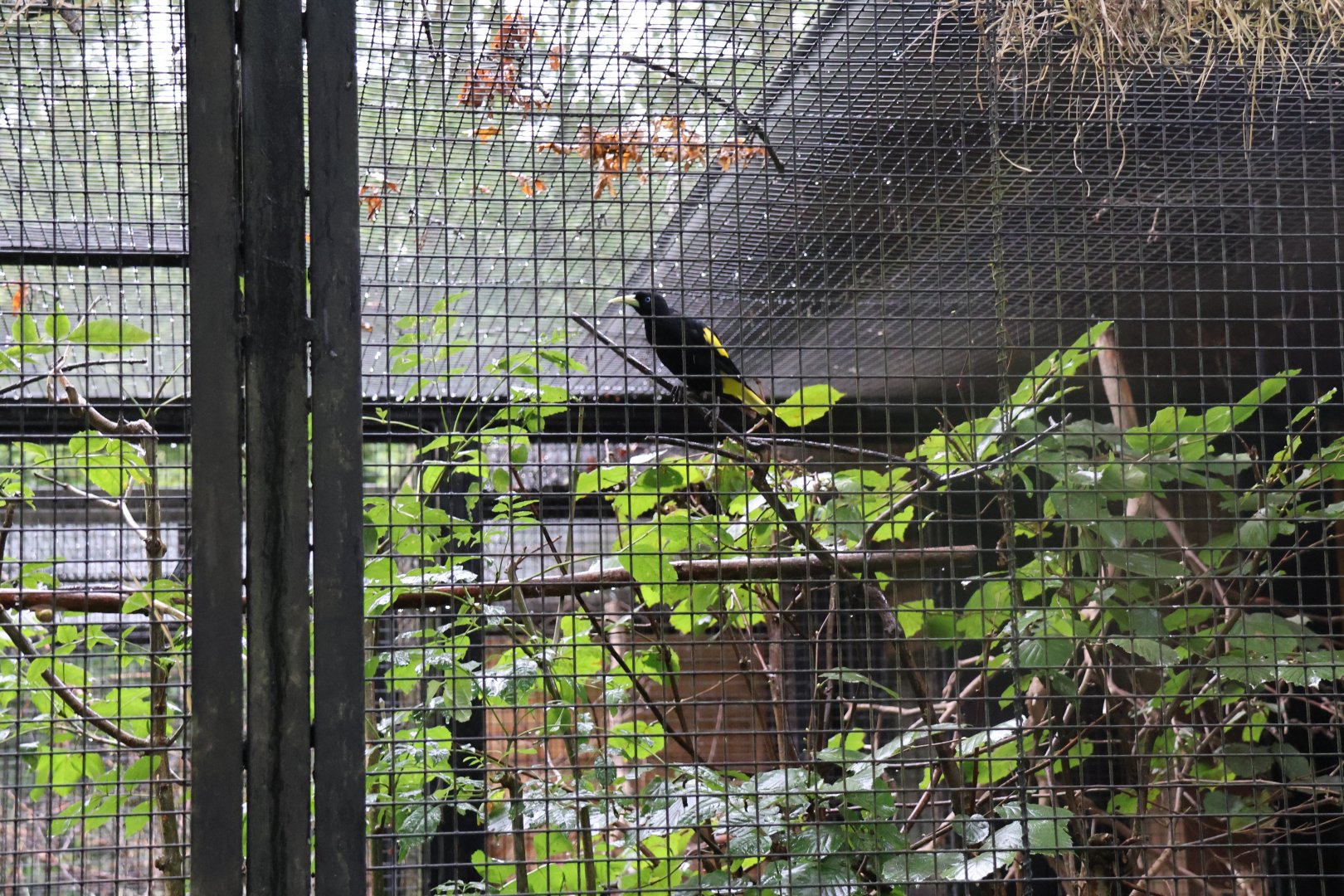 Fasanerie (Pheasantry) - Yellow-rumped Cacique (Cacicus cela)