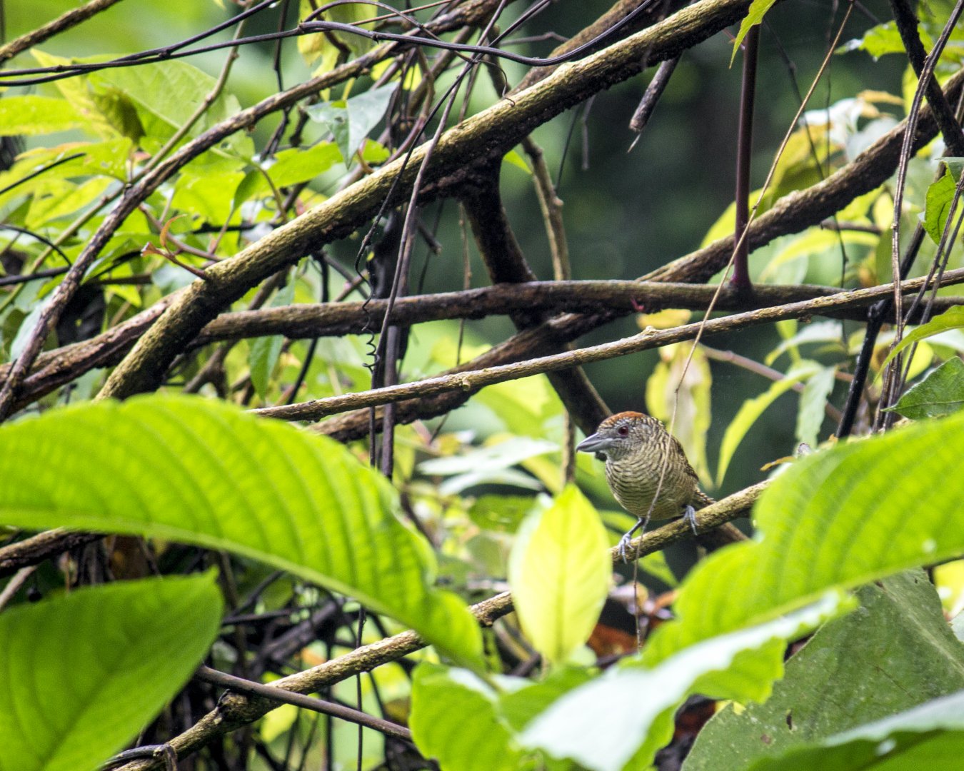 Fasciated antshrike, Cymbilaimus lineatus