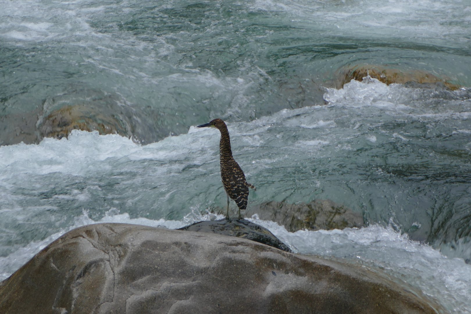 Fasciated Tiger-heron  (Juvenile)