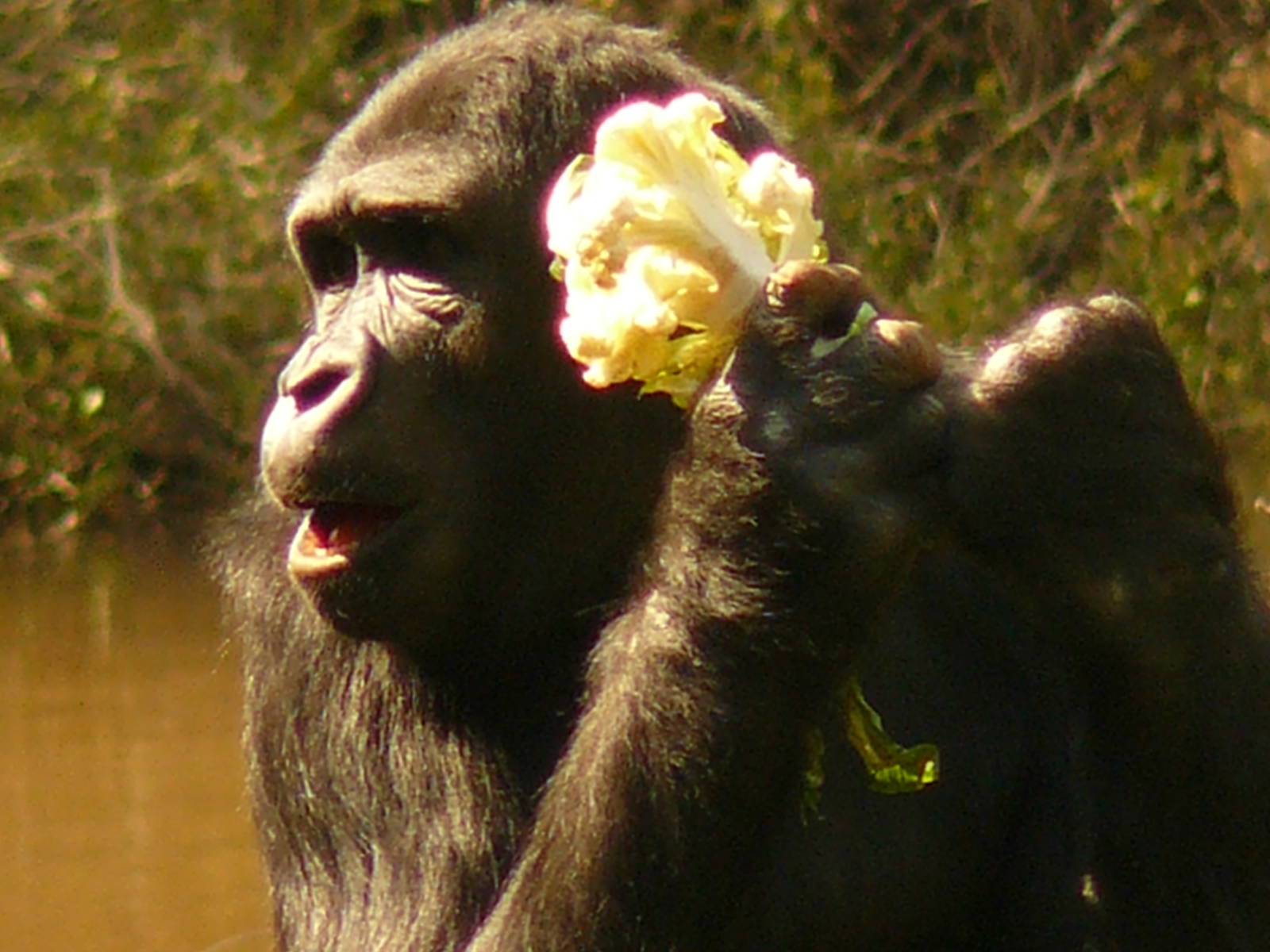 'FASHION ICON EXCLUSIVE'