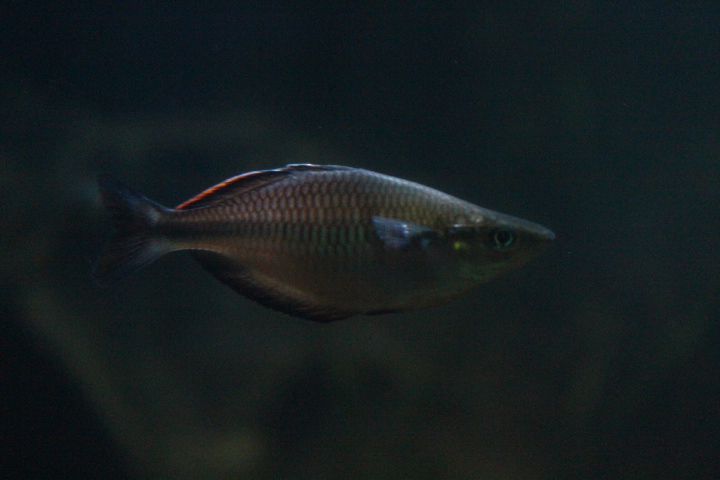 Fasin rainbowfish (Melanotaenia fasinensis)