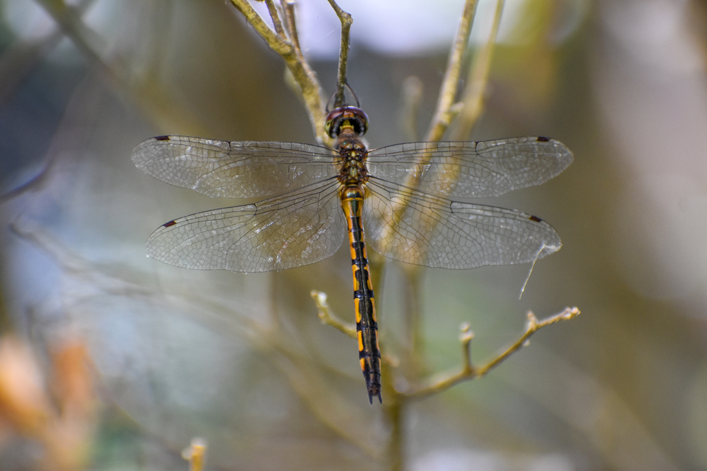 Fat-bellied Emerald, Hemicordulia continentalis