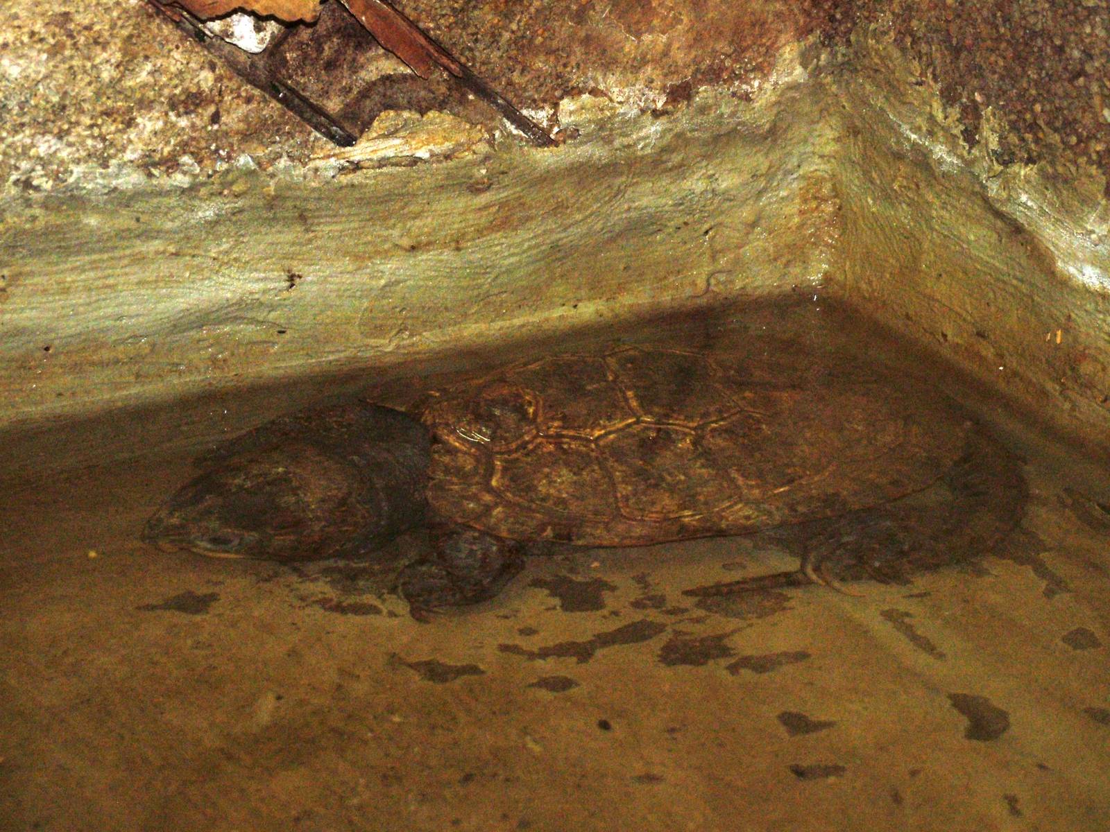 Fat-headed Turtle at Plzen, 25/05/10