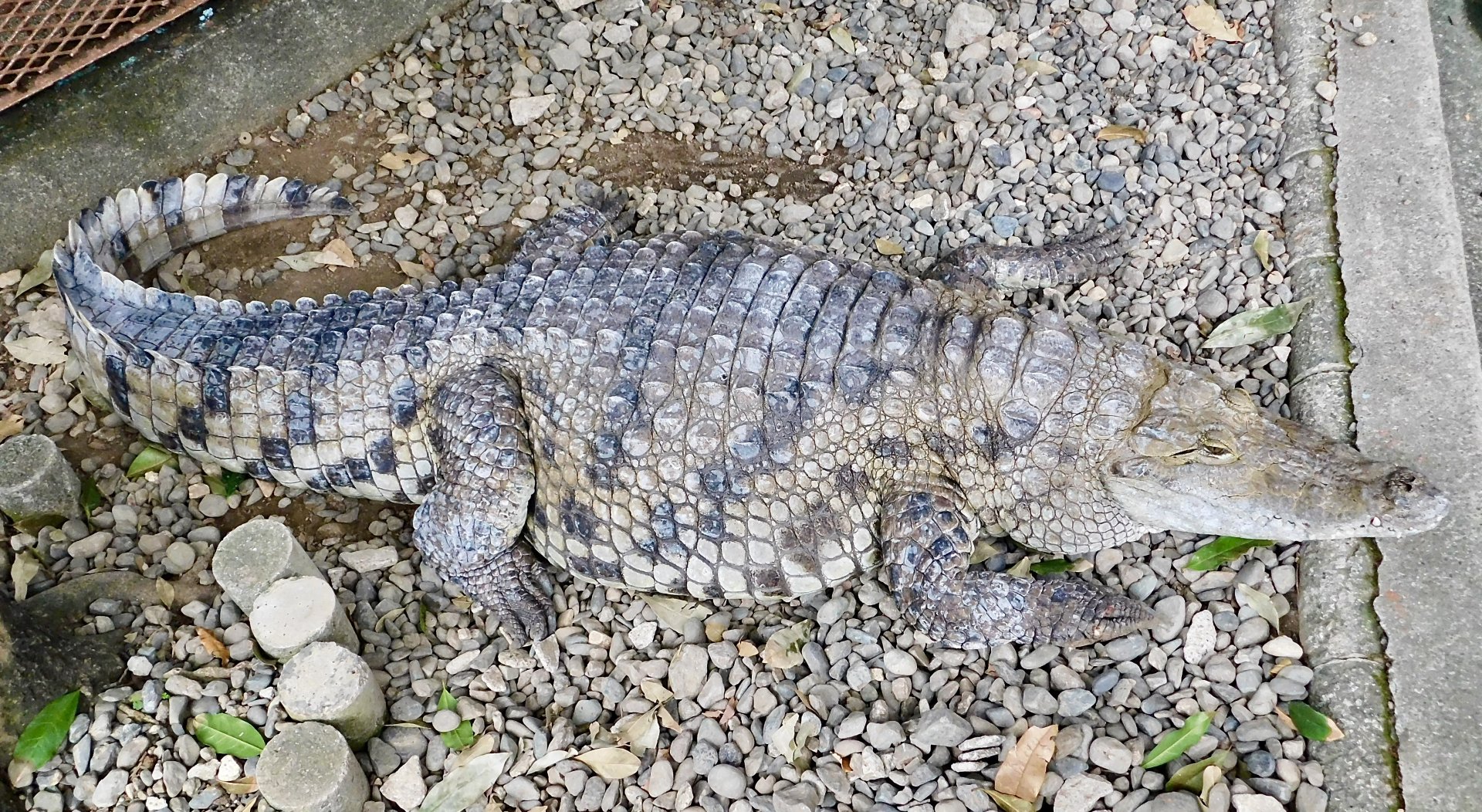 Fat Nile Crocodile (Crocodylus niloticus) December 6, 2025