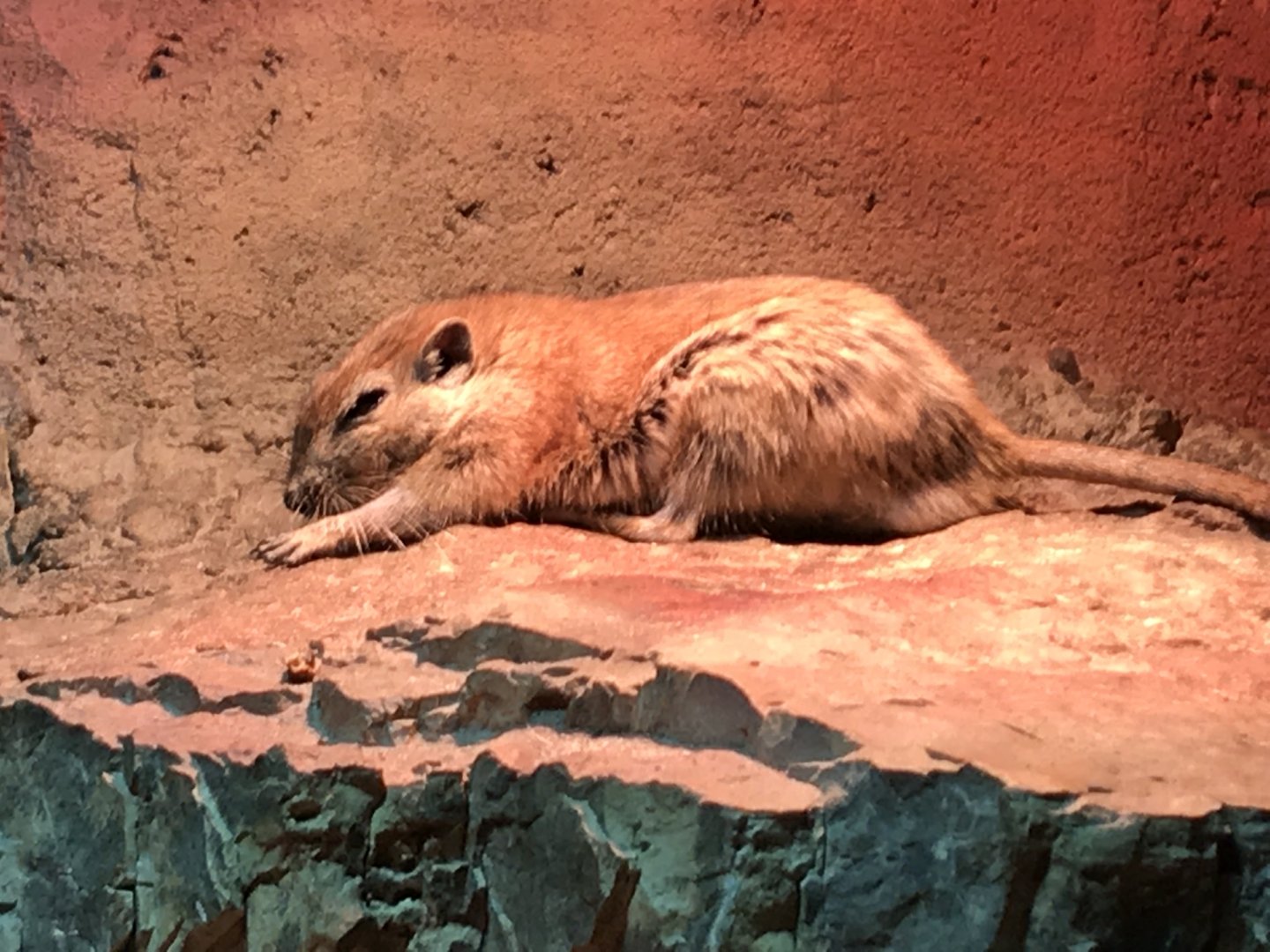 Fat sand rat 280118