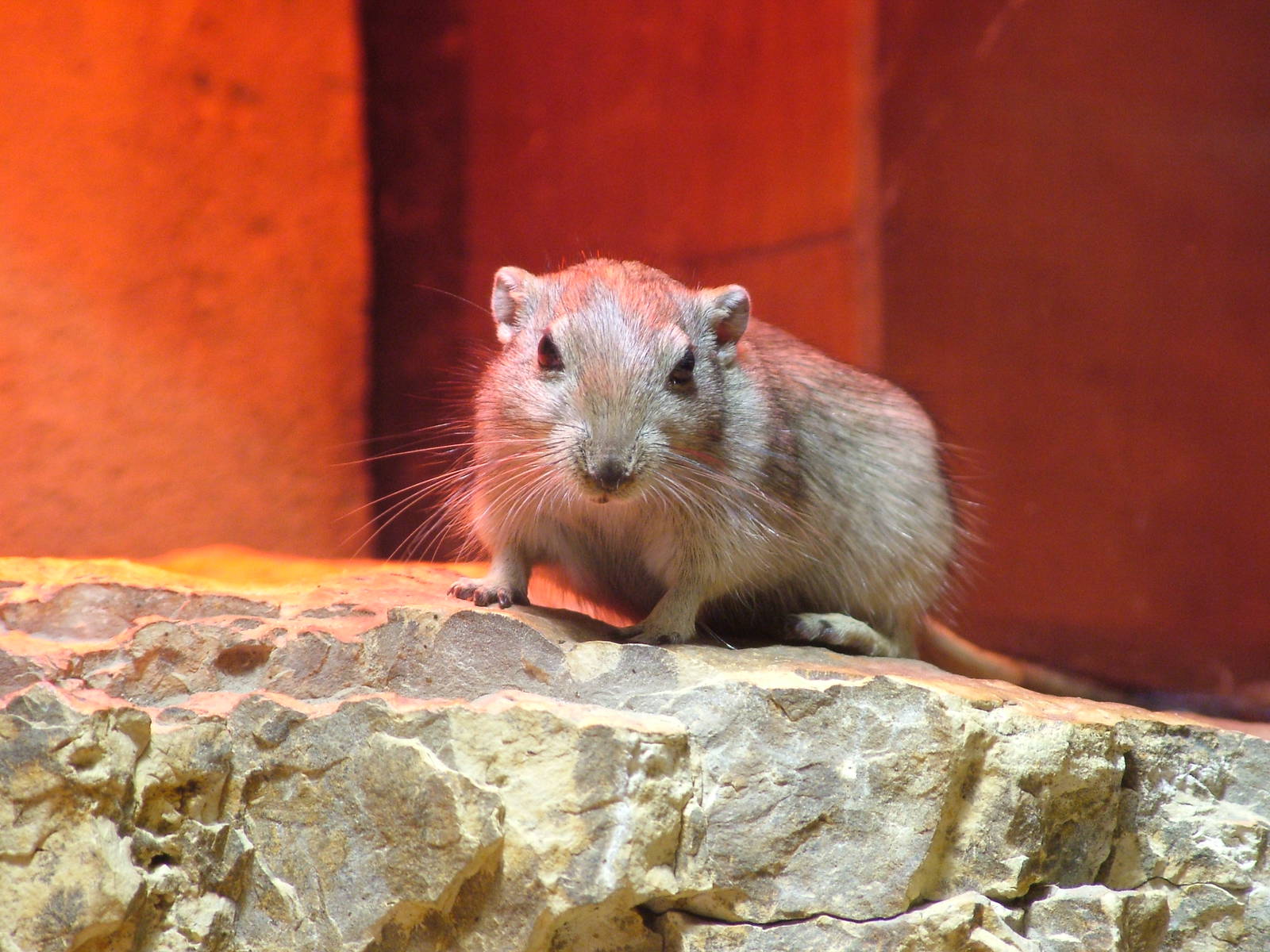 Fat Sand Rat at Leipzig, 02/09/11