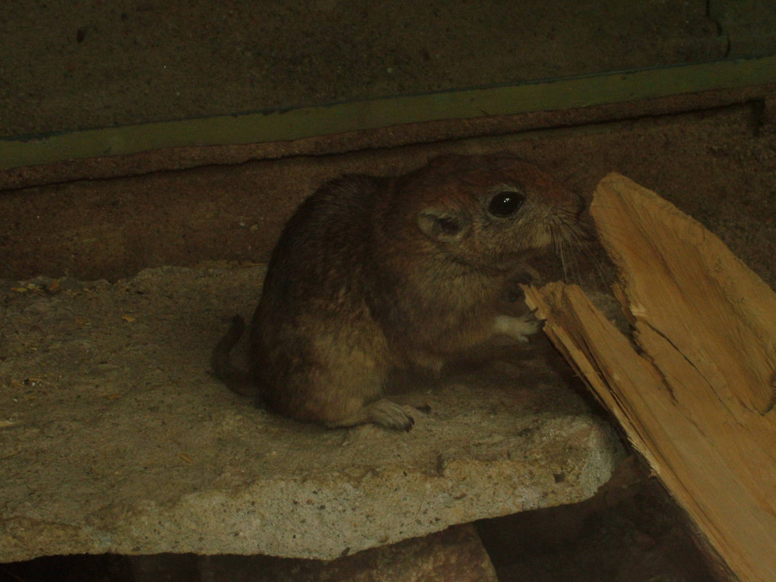Fat Sand Rat at the New Zoo, Poznan Sept 08