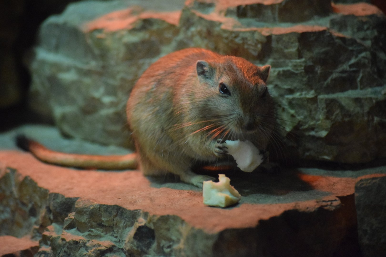 Fat sand rat - August 2019