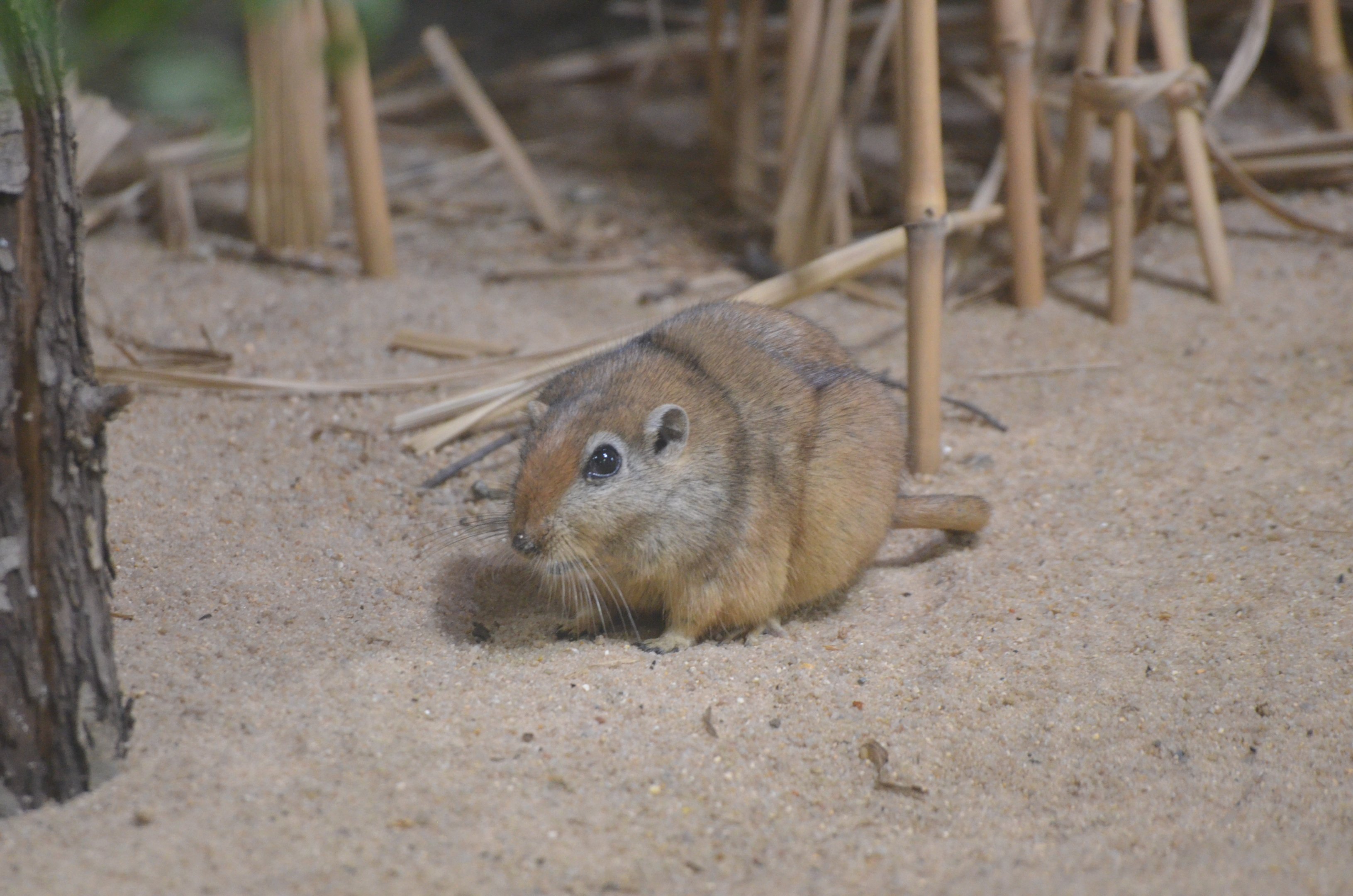 Fat Sand Rat - Desert House at Nuremberg, 08/09/19