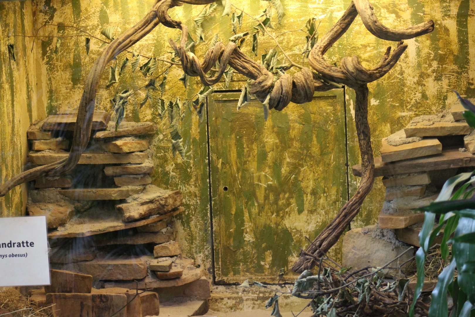 Fat Sand Rat Enclosure