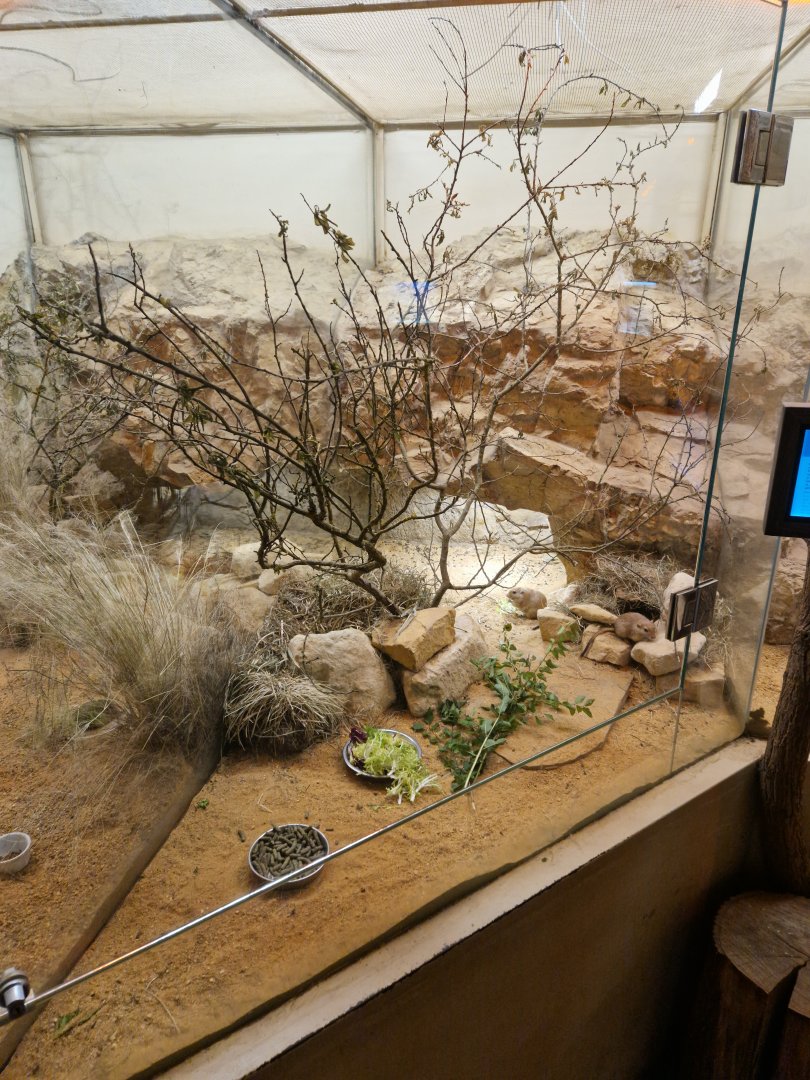 Fat sand rat enclosure