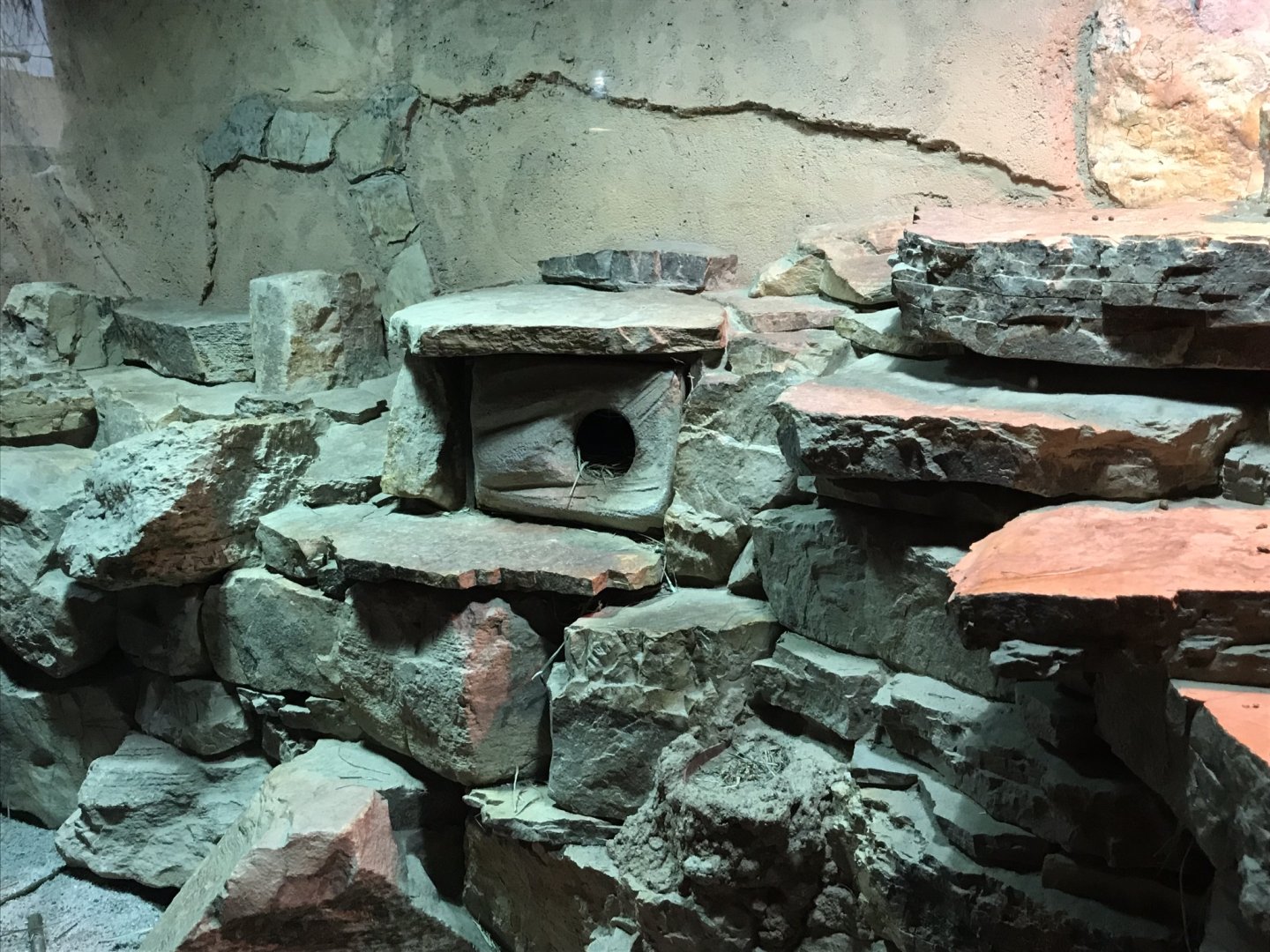 Fat sand rat exhibit 280118