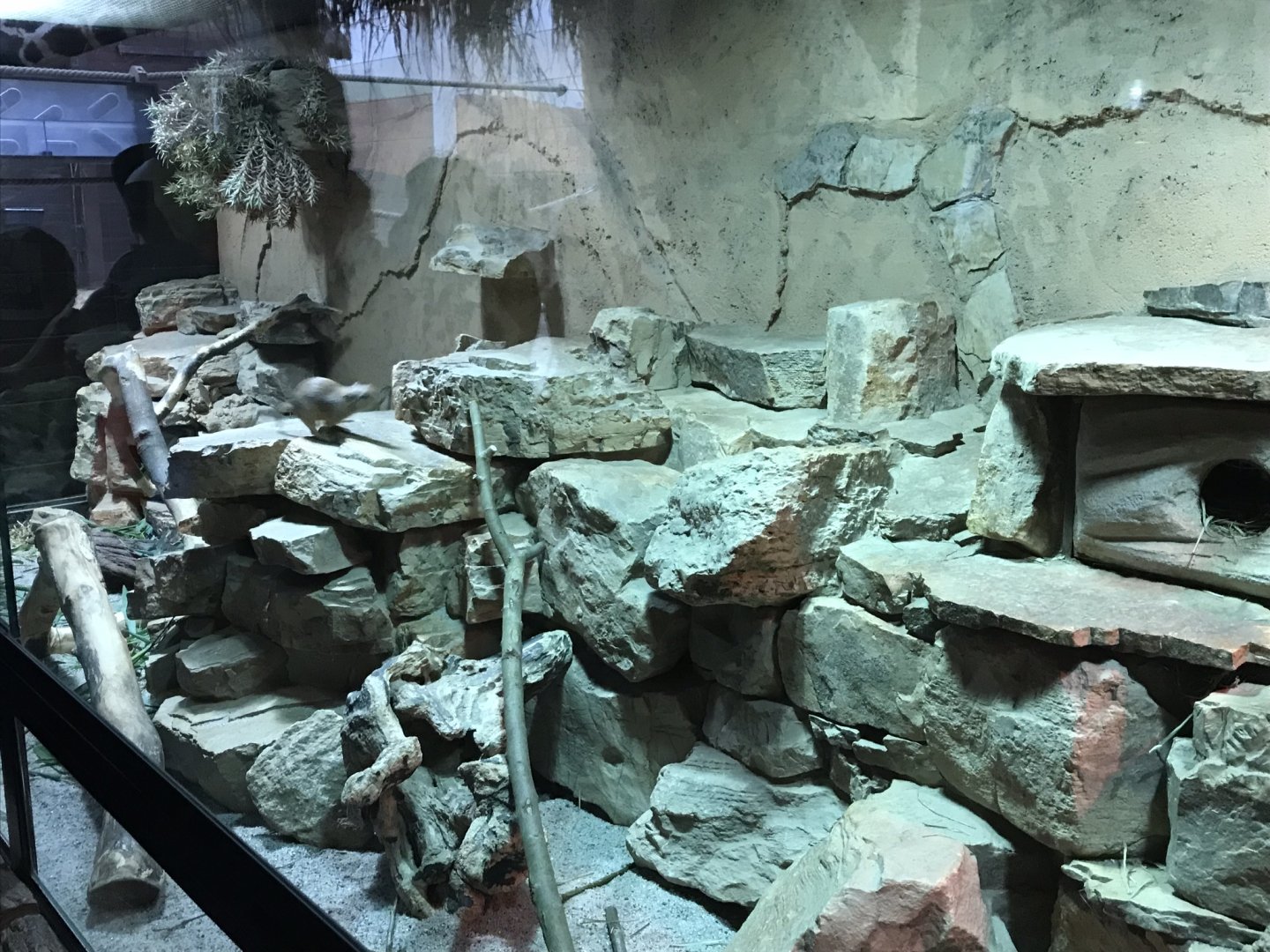 Fat sand rat exhibit 280118