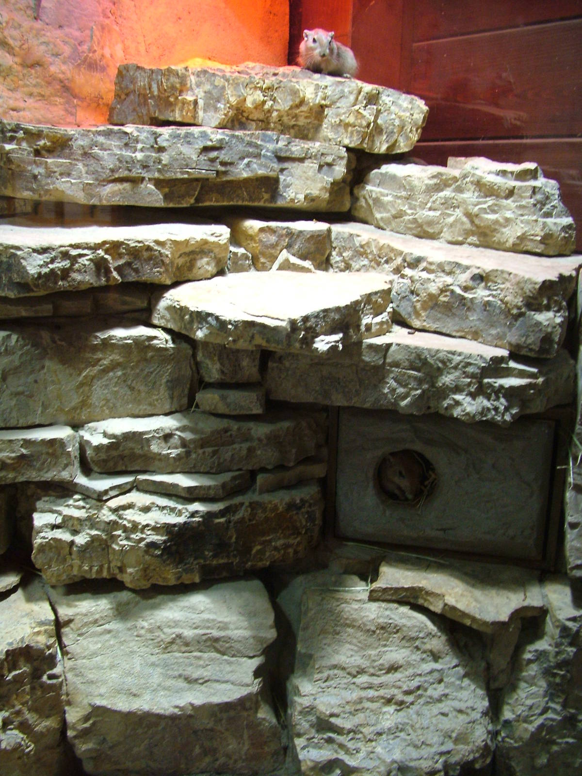 Fat Sand Rat Exhibit at Leipzig, 02/09/11