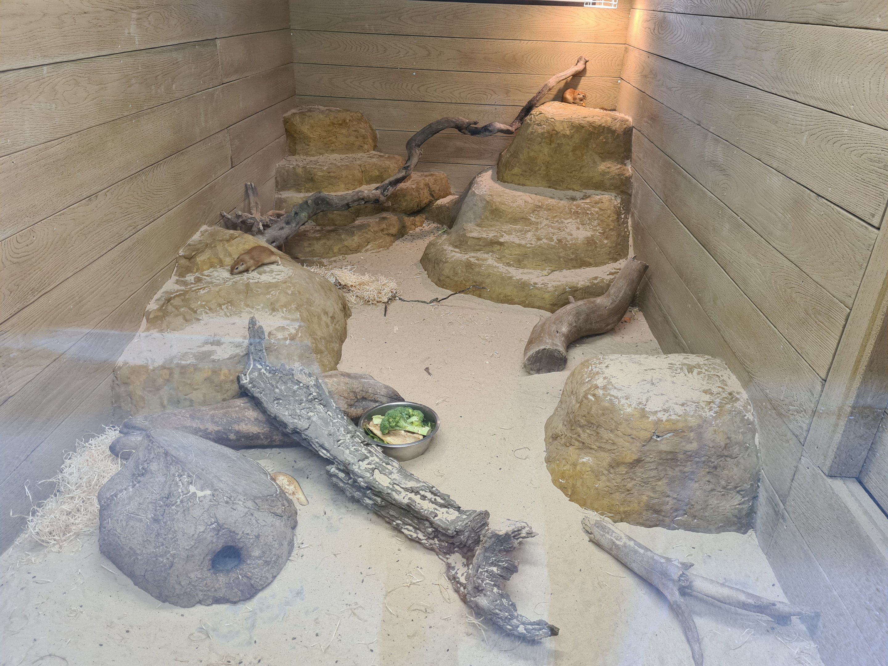 Fat sand rat exhibit - Hamerton