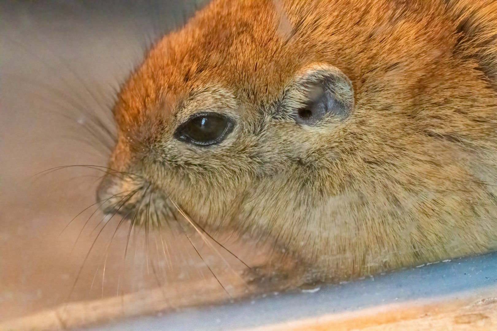 Fat Sand Rat / Hamerton 28-9-20